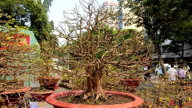 Cận cảnh những gốc mai cổ tuyệt đẹp tại chợ hoa TP.HCM ảnh 3