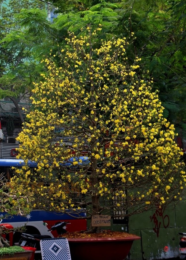 Cận cảnh những gốc mai cổ tuyệt đẹp tại chợ hoa TP.HCM ảnh 19