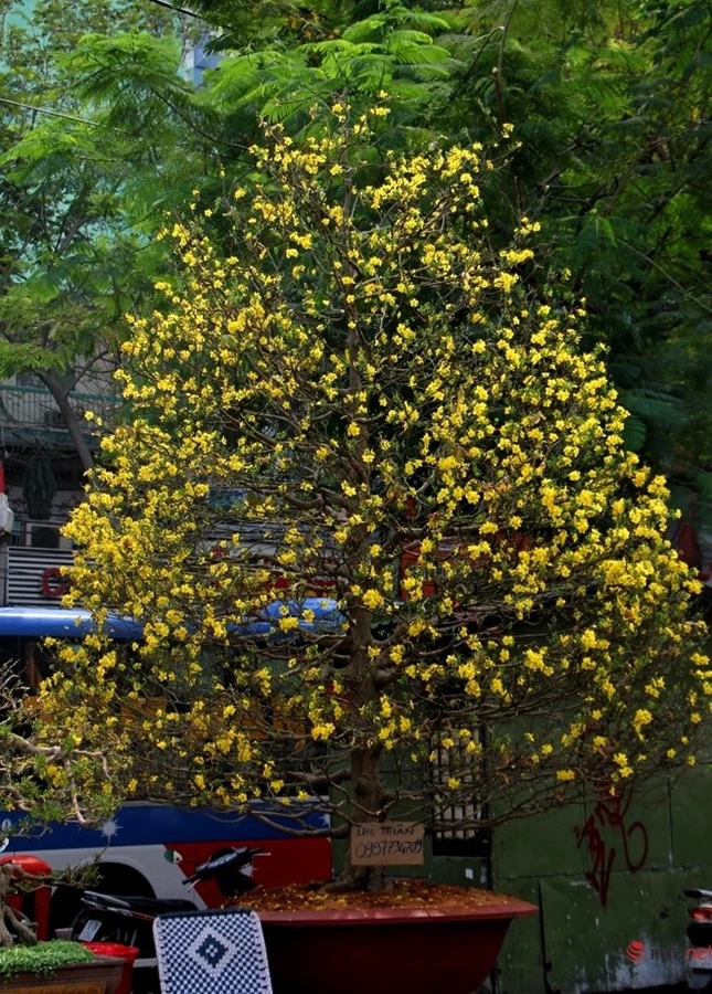 Cận cảnh những gốc mai cổ tuyệt đẹp tại chợ hoa TP.HCM ảnh 19