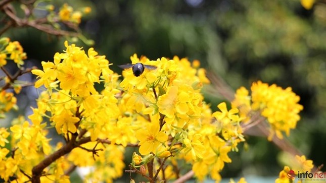 Cận cảnh những gốc mai cổ tuyệt đẹp tại chợ hoa TP.HCM ảnh 9