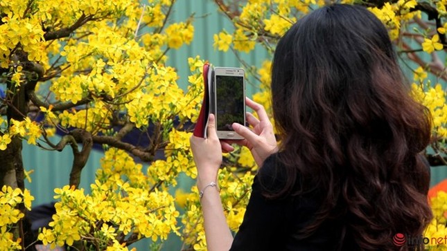 Cận cảnh những gốc mai cổ tuyệt đẹp tại chợ hoa TP.HCM ảnh 16