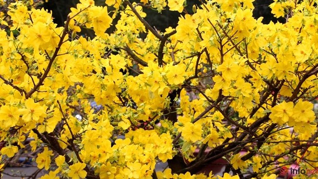 Cận cảnh những gốc mai cổ tuyệt đẹp tại chợ hoa TP.HCM ảnh 10