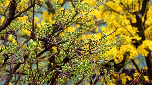 Cận cảnh những gốc mai cổ tuyệt đẹp tại chợ hoa TP.HCM ảnh 11