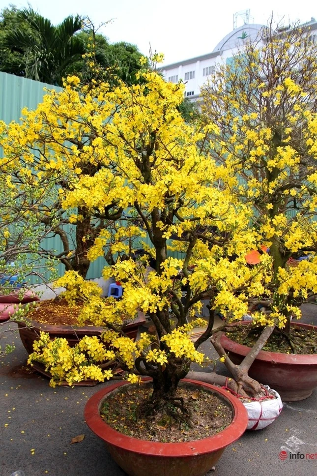 Cận cảnh những gốc mai cổ tuyệt đẹp tại chợ hoa TP.HCM ảnh 20