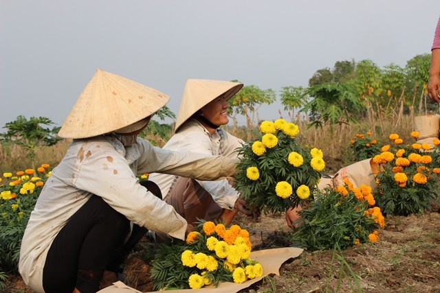 Tháng Giêng & người trồng hoa vạn thọ ảnh 1 vantho.1.jpg