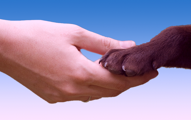 Animal-Rights-1024x643.png