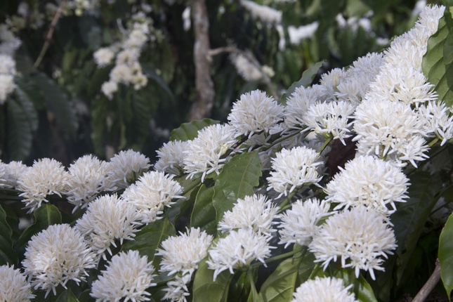 Có nỗi nhớ không mang tên ảnh 1 hoa cafe.jpg