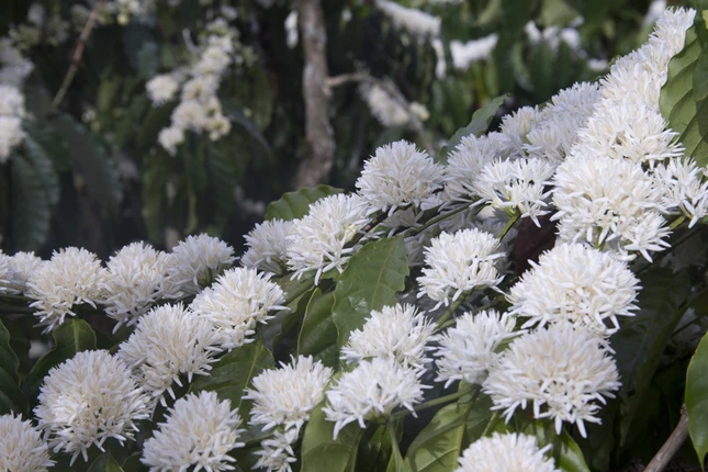 Có nỗi nhớ không mang tên ảnh 1 hoa cafe.jpg