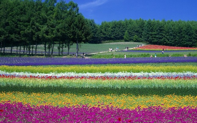 furano-lavender-du-lich-nhat-ban.jpg