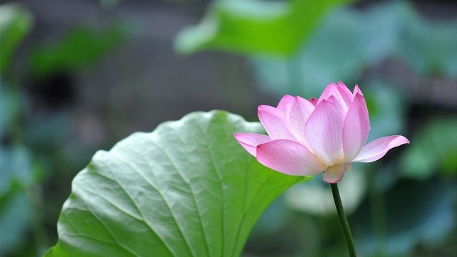 Chủ nhật, HT.Thích Trí Quảng giảng tại chùa Phổ Quang ảnh 1 sen dep.jpg