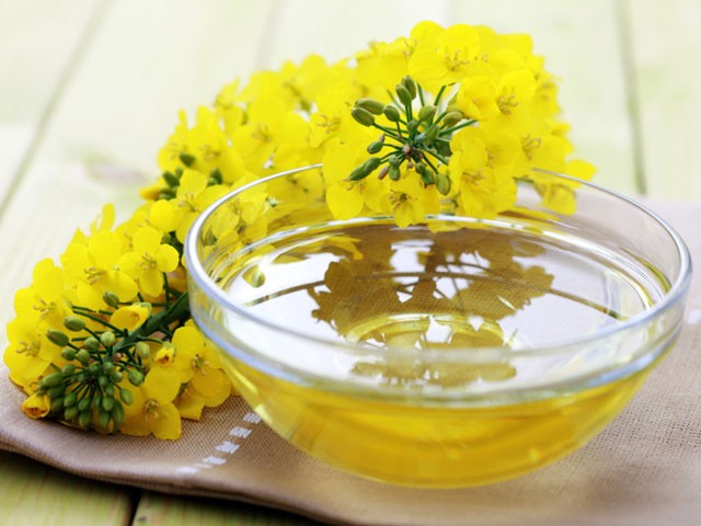 Dầu cải giúp giảm mỡ bụng hiệu quả ảnh 1 daucai.jpg