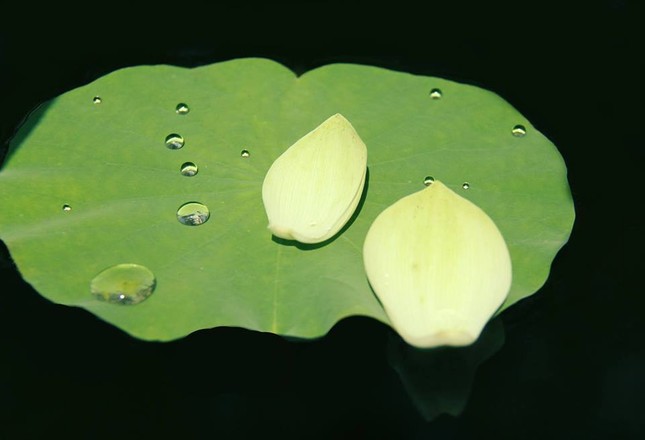ANH PGTT 878 2.jpg