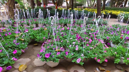 Hàng trăm giỏ dạ yến thảo rực rỡ sắc màu.