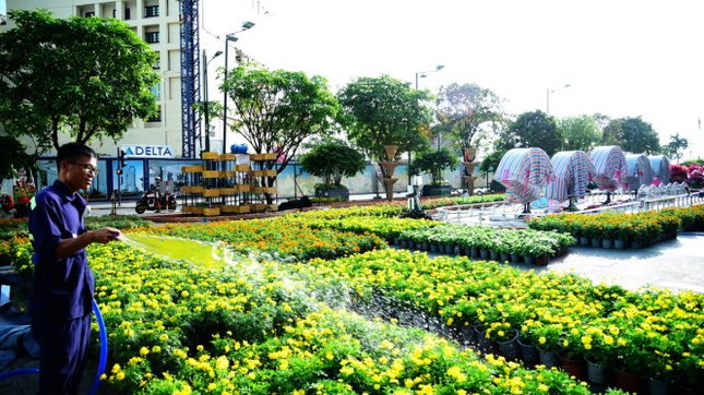 Công nhân tưới nước cho những chậu hoa để chuẩn bị trang trí tại những tiểu cảnh trên đường hoa Nguyễn Huệ - Ảnh: HỮU THUẬN Ngắm đường hoa Nguyễn Huệ Tết Đinh Dậu 2017 trước khai mạc