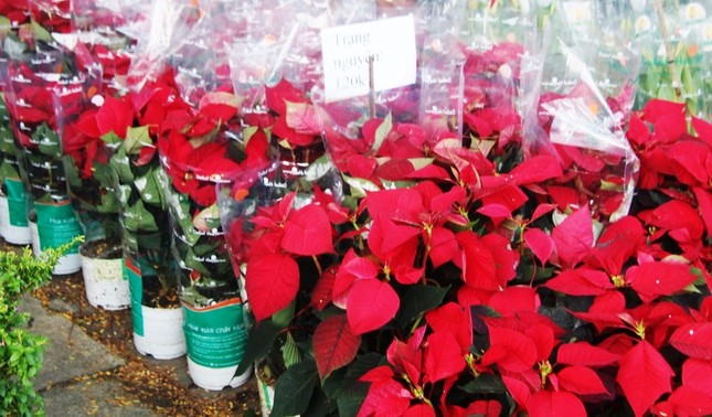 gia cao nen hoa con rat nhieu.JPG