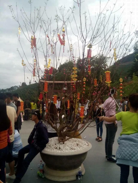 Vi 'Lac troi', ngoi chua noi tieng bi gioi tre 'hanh' toi boi hoa la - Anh 10