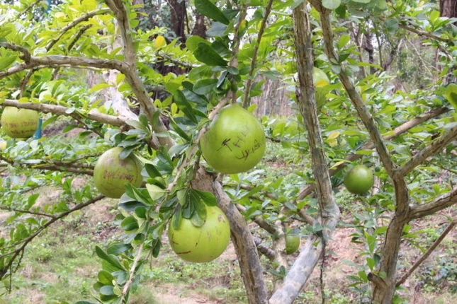 Vô tư sờ tượng thần, Phật, ném tiền lẻ ở chùa Bái Đính 