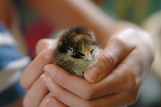 Thằng Bụi Đời ảnh 1 gacon.jpg