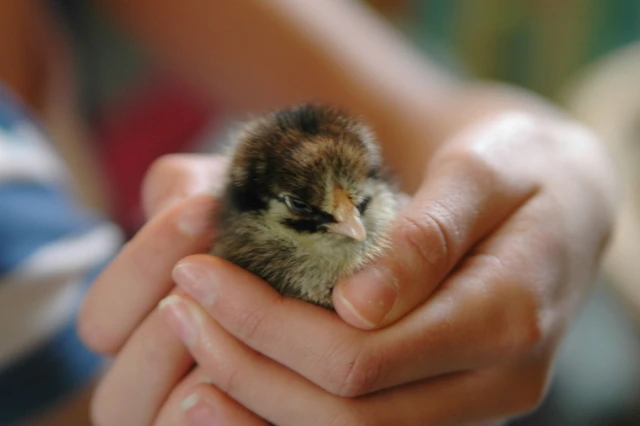 Thằng Bụi Đời ảnh 1 gacon.jpg