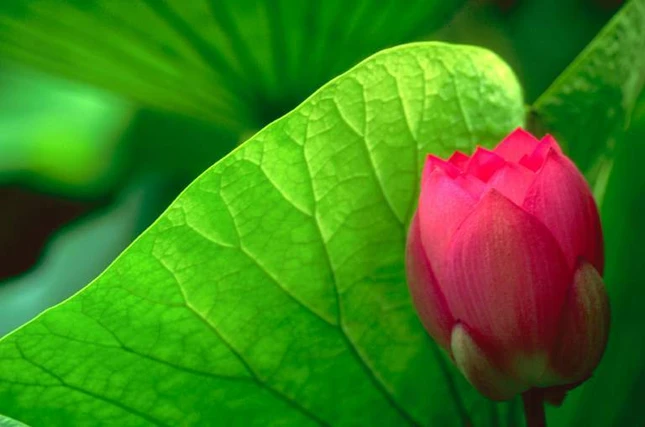 Vì người mà tạo nghiệp ác chính mình phải chịu tội ảnh 1 nhanqua.jpg