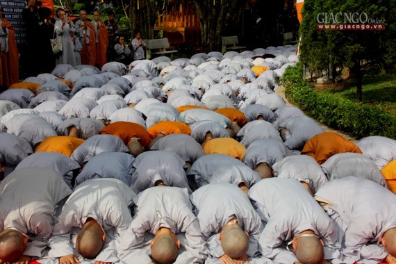 Daigioidanphaploa (5).jpg