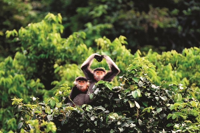 giuvungniemtin (2).jpg