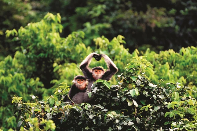 giuvungniemtin (2).jpg