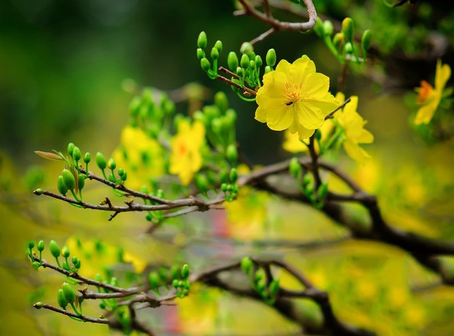 Thư Tòa soạn tất niên Đinh Dậu ảnh 1 hoamai.jpg