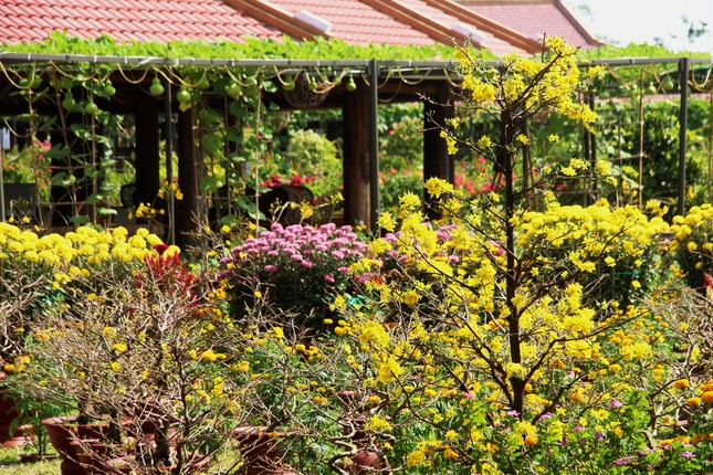 mot goc vuon mai.JPG