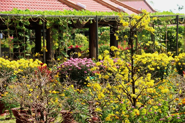 mot goc vuon mai.JPG