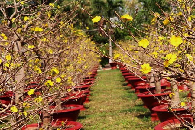 vuon mai truong son.JPG