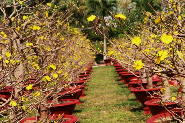 vuon mai truong son.JPG