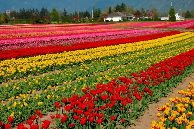 Mùa hoa tulip ảnh 1 tulip4.jpg