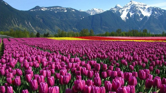 tulip7.jpg