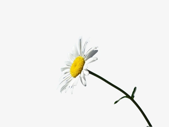 Những nốt thăng trong cuộc đời ảnh 1 not thang.jpg