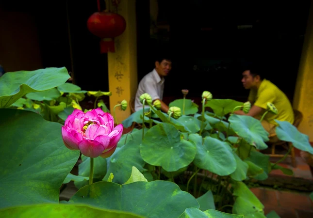 hoa sen 2.jpg