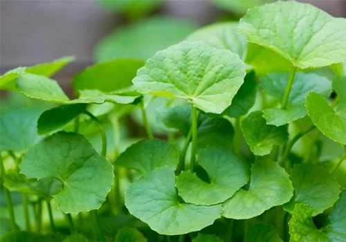 Rau má quê mình ảnh 1 rauma.jpg