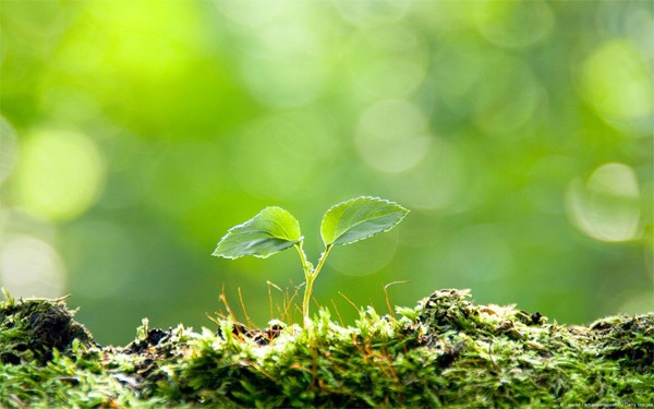 Do duyên mà hiện khởi ảnh 1 anh mh 3.jpg