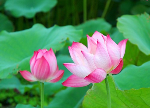 TP.HCM: Lịch thuyết giảng Phật pháp ngày 23-9 ảnh 1 hoasen.jpg