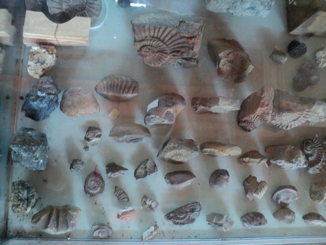 hinh xh GN973 (2).JPG