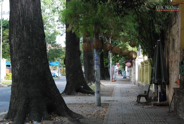 Sài Gòn tĩnh lặng ảnh 12 H15.jpg