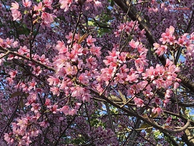 anh ngamhoa (20).jpg