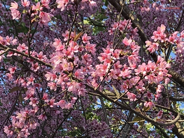 anh ngamhoa (20).jpg