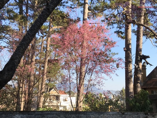 anh ngamhoa (21).jpg