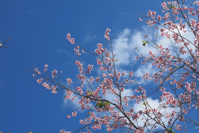 anh ngamhoa (28).jpg