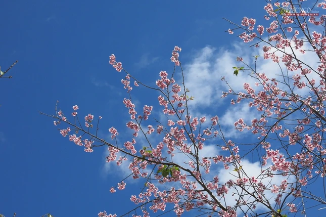 anh ngamhoa (28).jpg