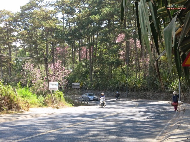 anh ngamhoa (30).jpg