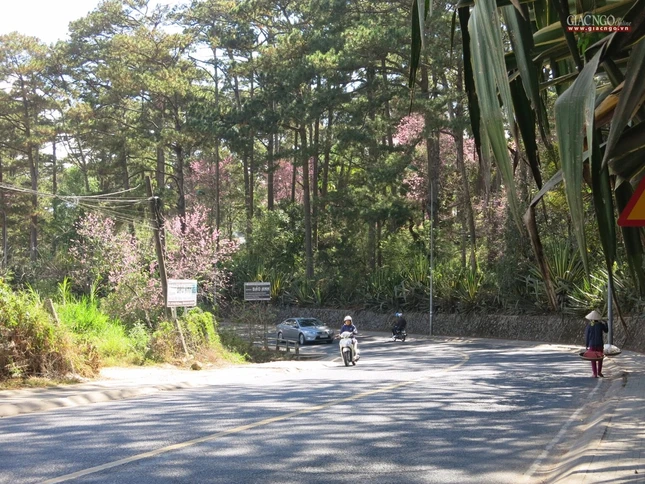 anh ngamhoa (30).jpg