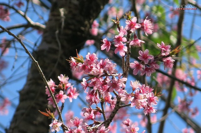 anh ngamhoa (31).jpg