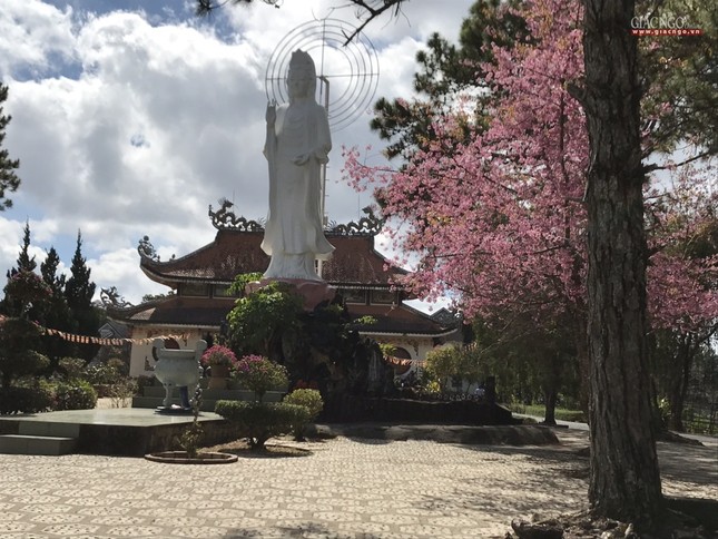 anh ngamhoa (62).jpg